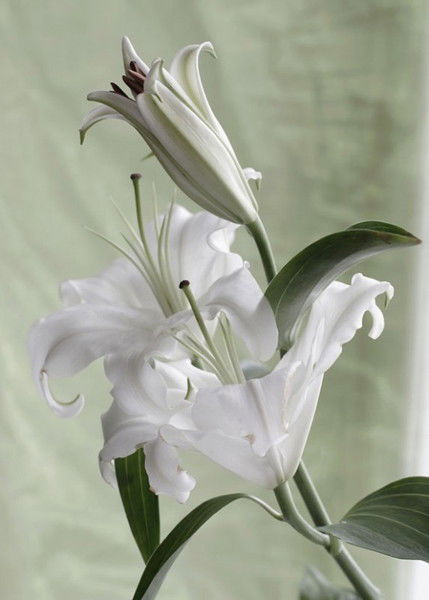 Александра ********