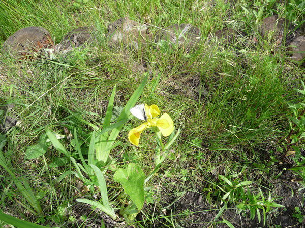 Александр 1