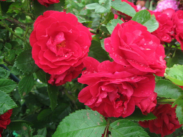 Светлана Макарова