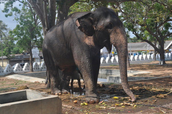 Алексей Шевчук