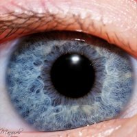 Максим Максим