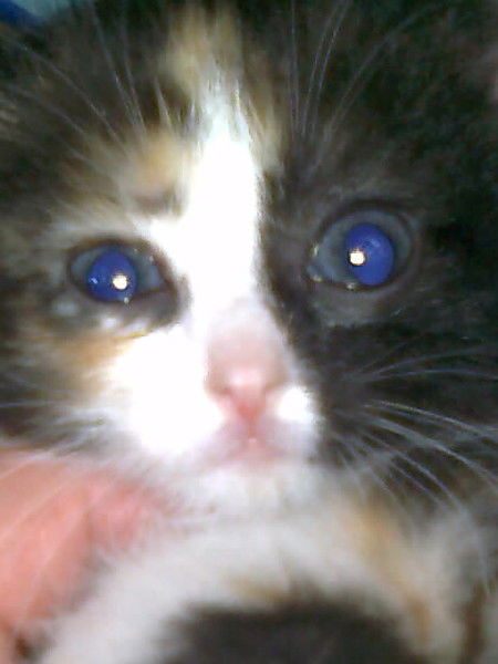 Елена Алтухова(Захарова)