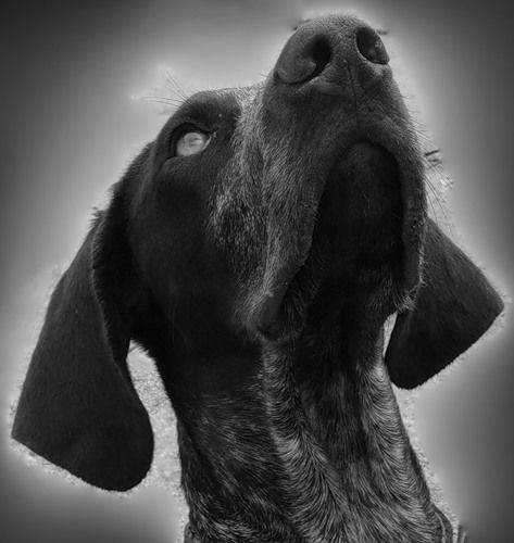 Павел Волков