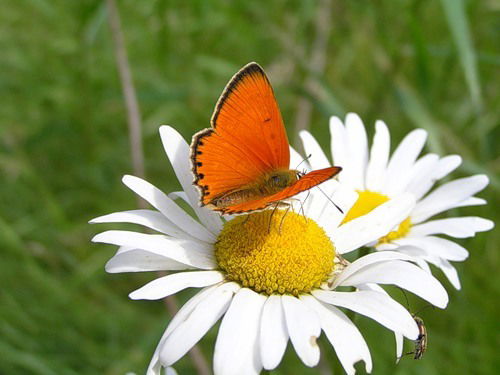 Чолпон Чолпон