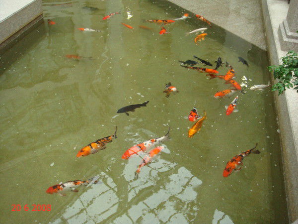 Маргарита Миронова