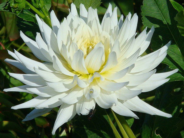 Ирина Белоусова