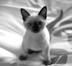 Татьяна Зимоглядова