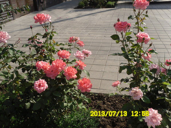 Анна Балакина