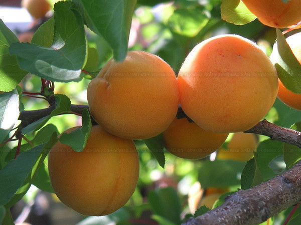 Тамара Андреевна