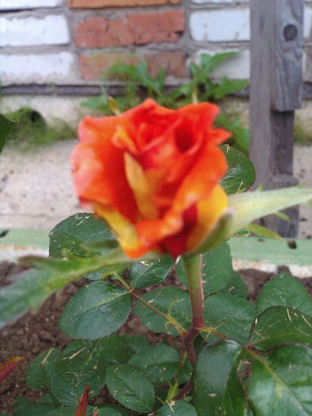 Татьяна Кириченко