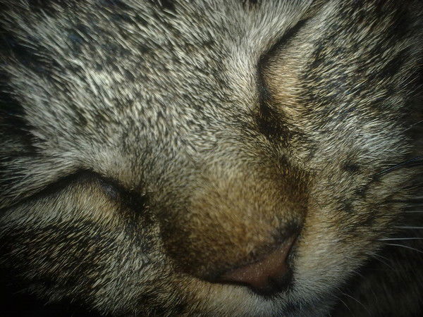 Люблю Родиона .