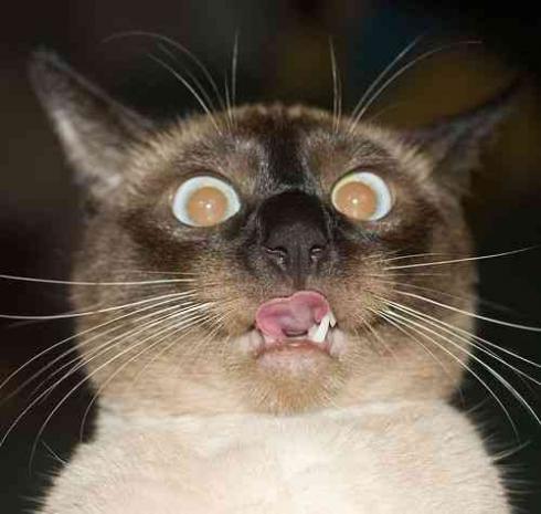 Сергей Светкин