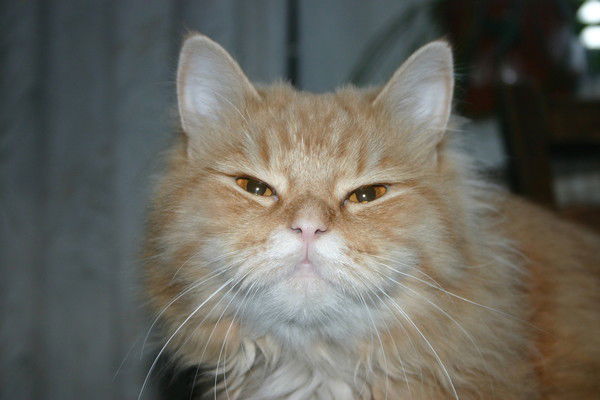 Александр Бондар