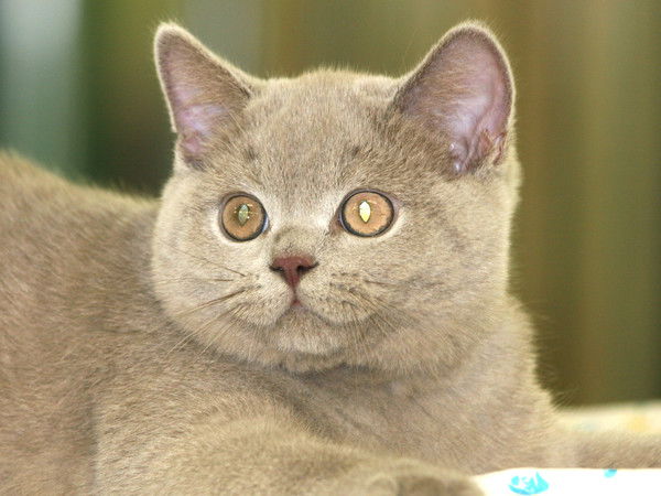 Наталья Питомник Stasy Lord