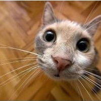 Константин Яковлев