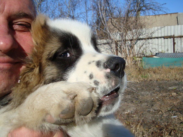 Сергей Андиев