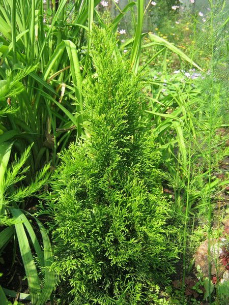 Людмила Кубасова