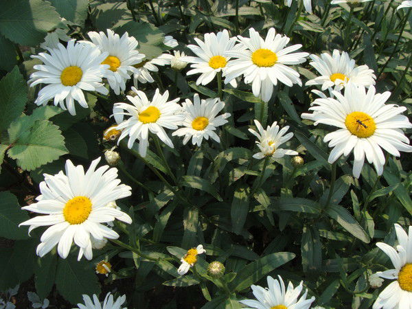 Елена Шушляева