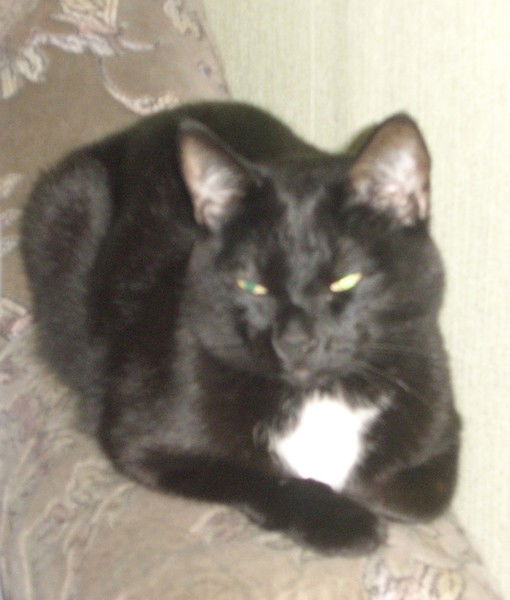 Елена Алексеева