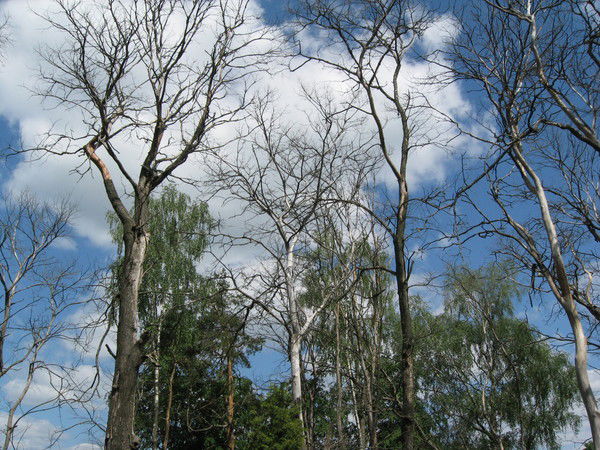 Михаил Лебедев