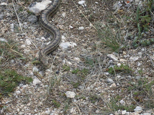 Татьяна Глазкова