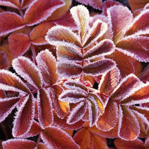 Марина Каунас