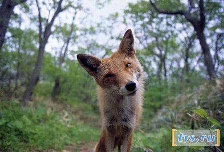 Дмитрий Игнатов