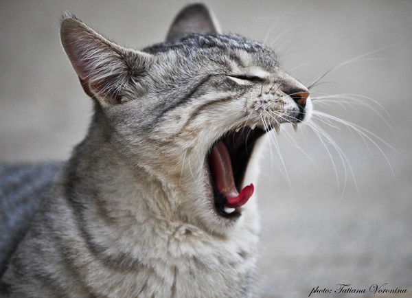 Андрей Зиновьев