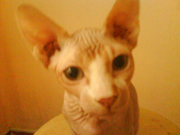 Александр Поленов