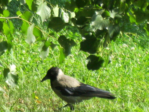 Галина Воронцова