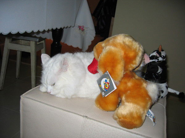 Лена Илюкевич