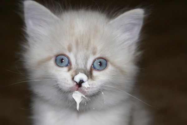 Елена Комош