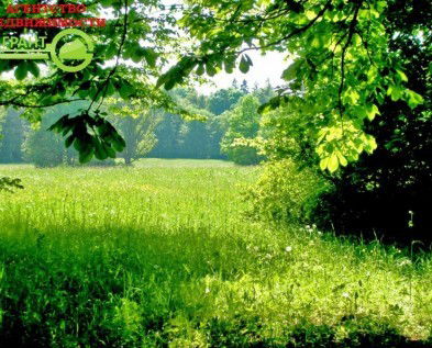 Настя Силаева