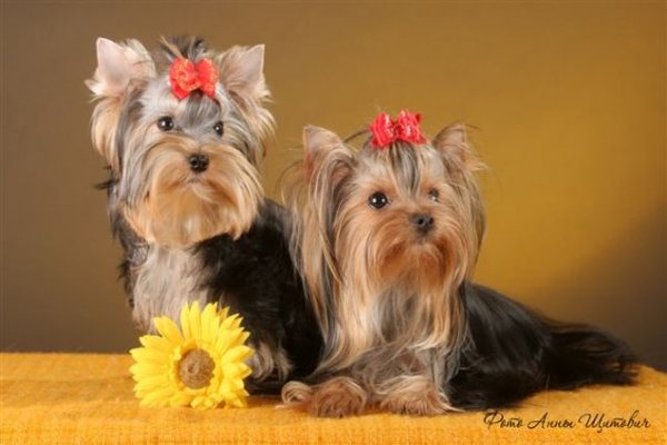 Елена Кудрявцева