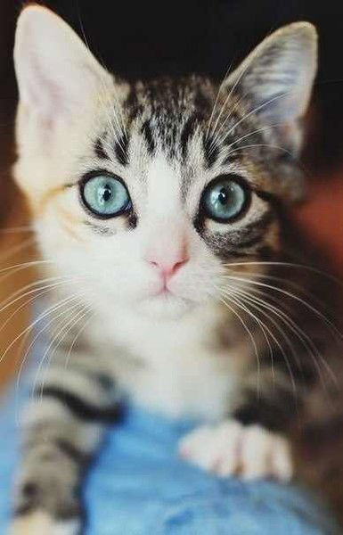 Ландыш Весенний