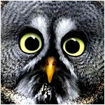 Андрей Плугин