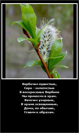 ~ Веточка Вербная ~