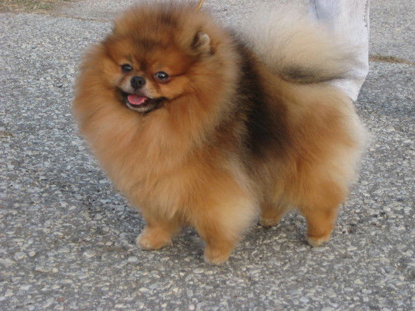 Светлана Арутюнова