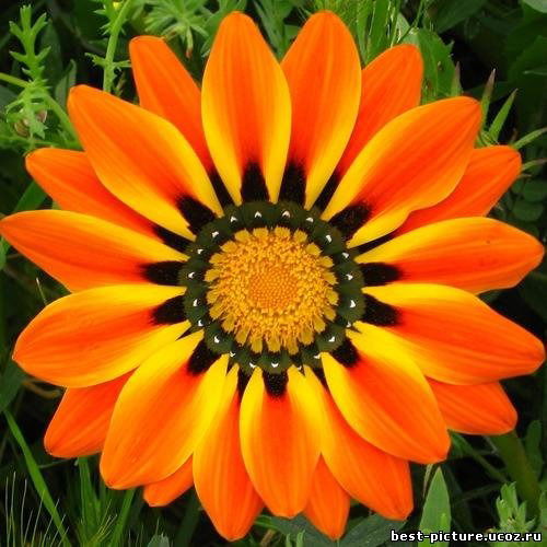 Дилбар Маметниязова