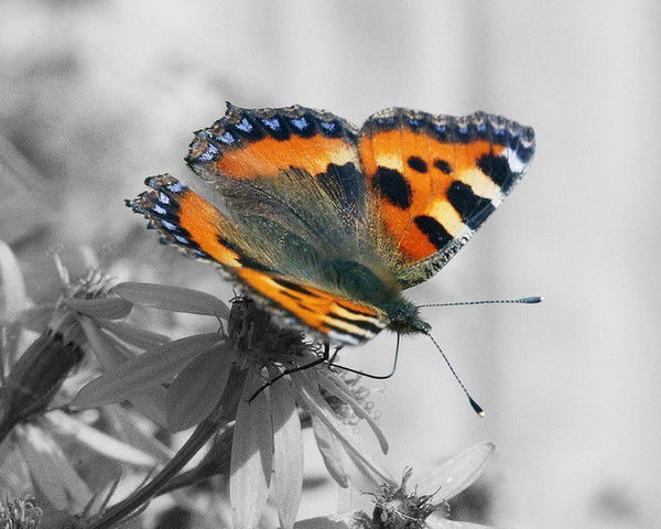 Ксения Кочеткова