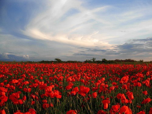 Анастасия Василенко