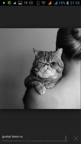 Твоя Нежная