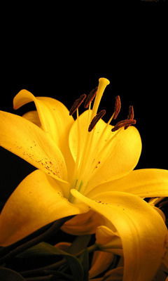 Анна Талипова