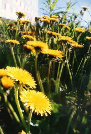 Вера Бурова