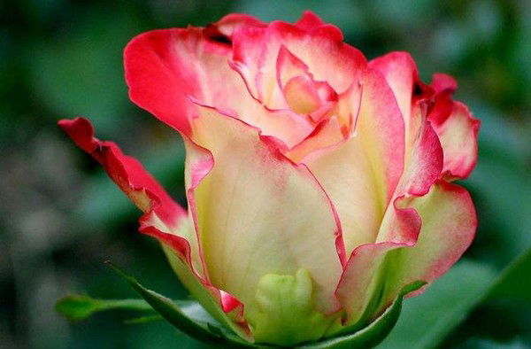 Елена Шеина