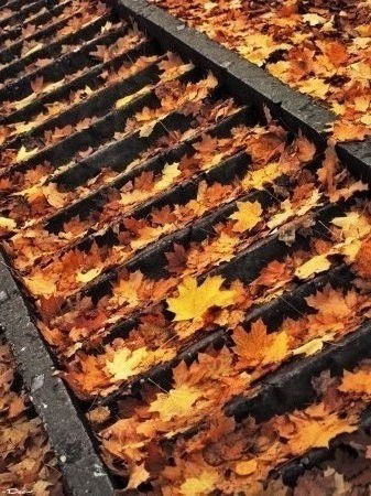 Елизавета Кокорина