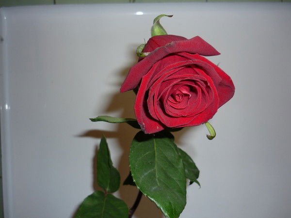 Маргарита Криницкая