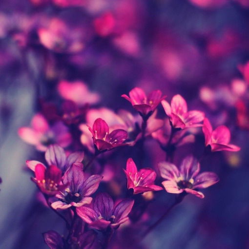 Вика Дорохова