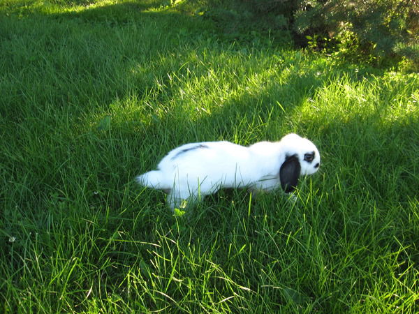 Александр Инжеватов