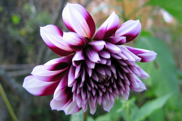 Виктория Смирнова